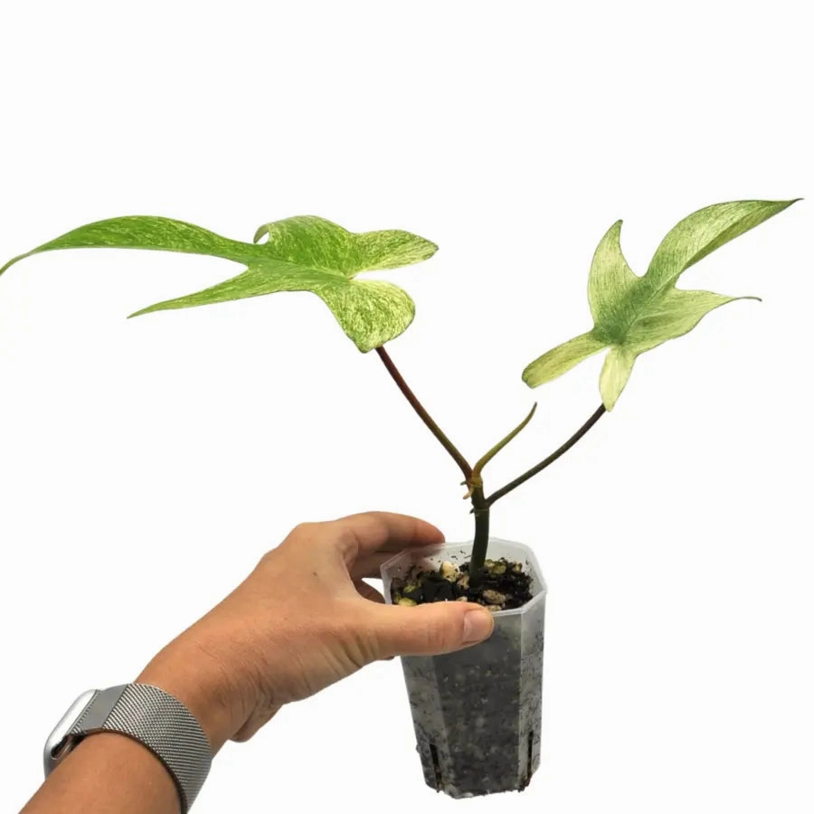 Philodendron Florida Ghost