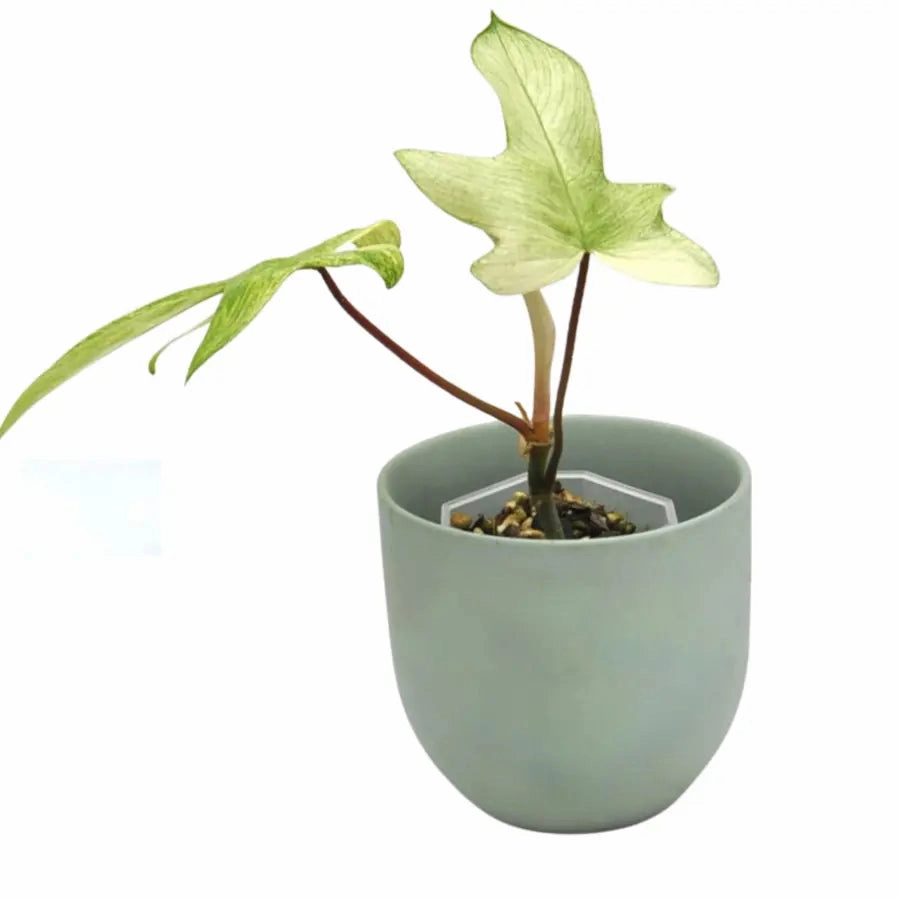 Philodendron Florida Ghost large flower pot  