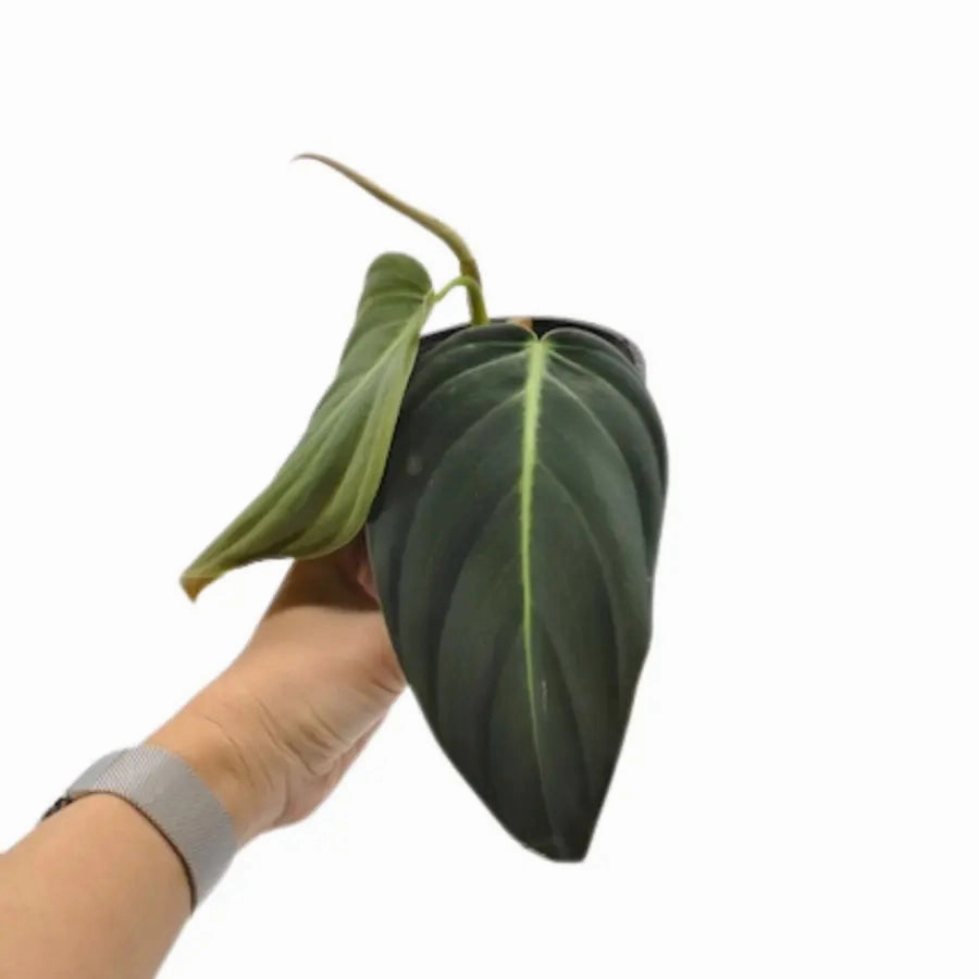 Philodendron Gigas