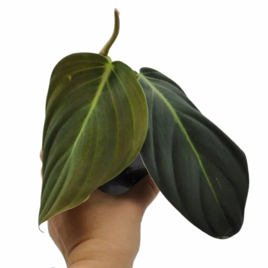 Philodendron Gigas