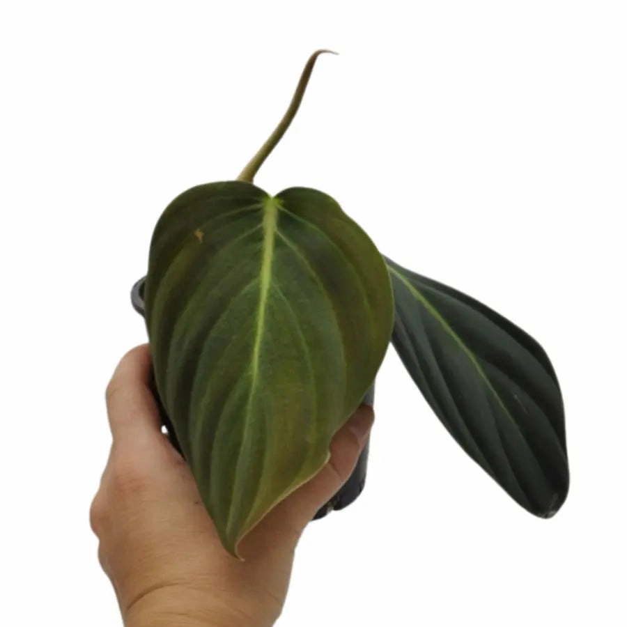 Philodendron Gigas