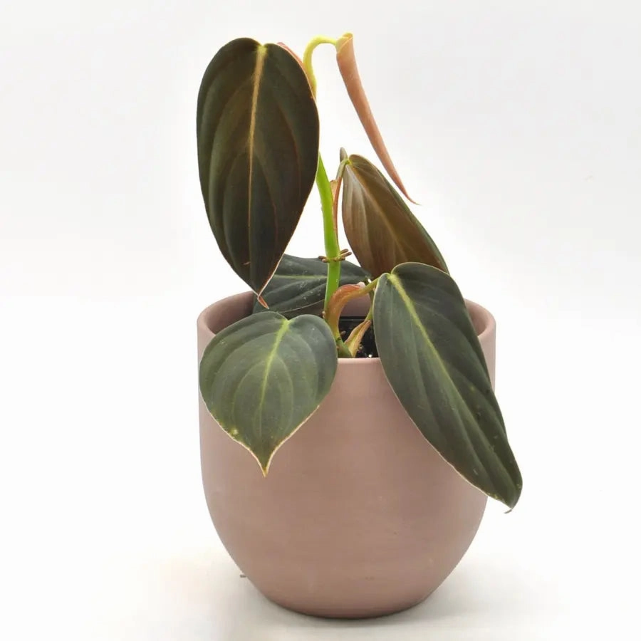 Philodendron Gigas