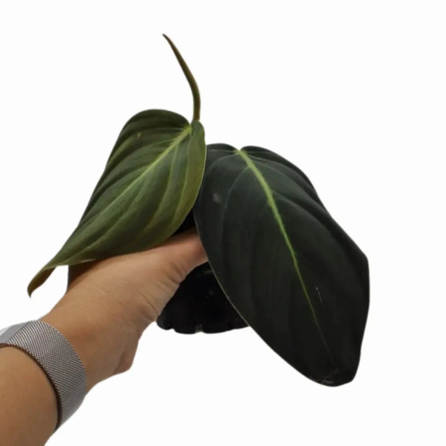 Philodendron Gigas