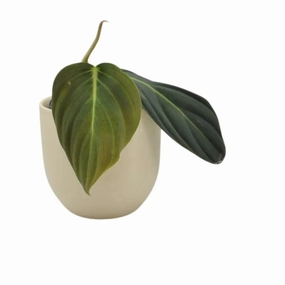 Philodendron Gigas large flower pot  