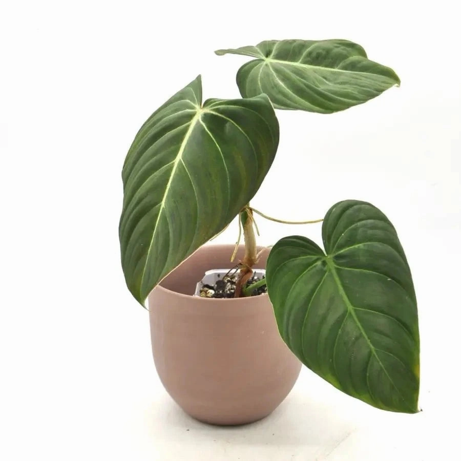 Philodendron Glorious