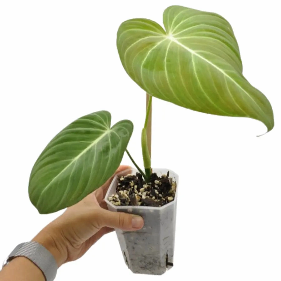 Philodendron Glorious