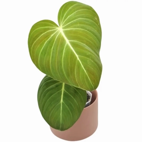 Philodendron Glorious large flower pot  