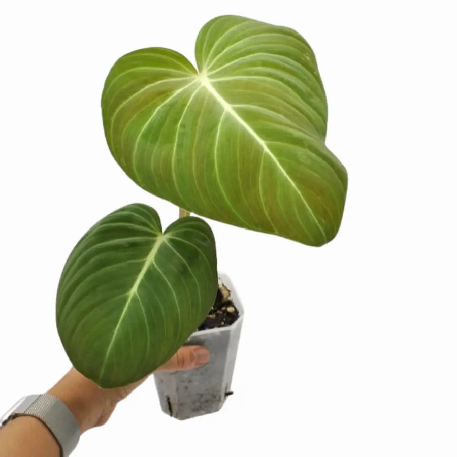 Philodendron Glorious