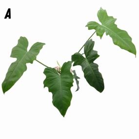 Philodendron Golden Dragon Lime Fiddle large flower pot  