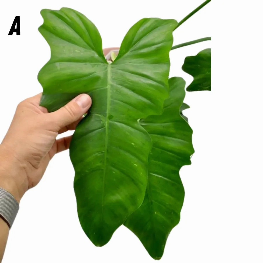 Philodendron Golden Dragon Lime Fiddle