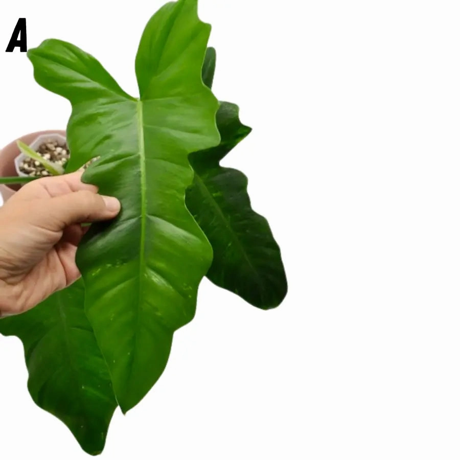 Philodendron Golden Dragon Lime Fiddle