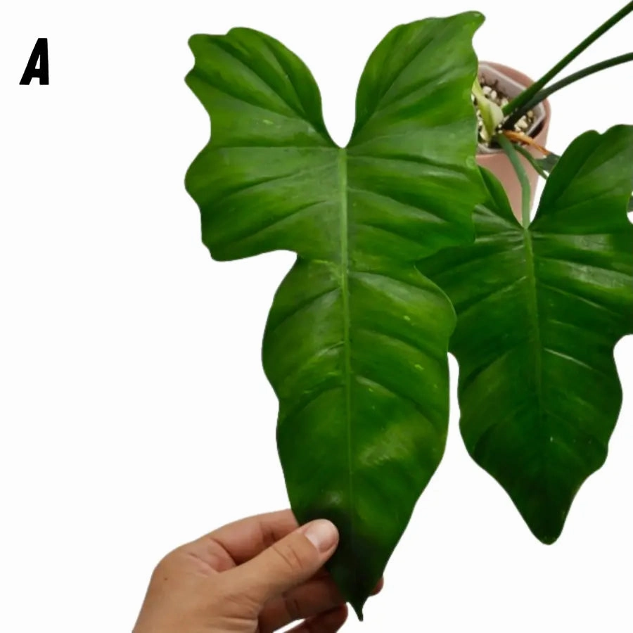 Philodendron Golden Dragon Lime Fiddle