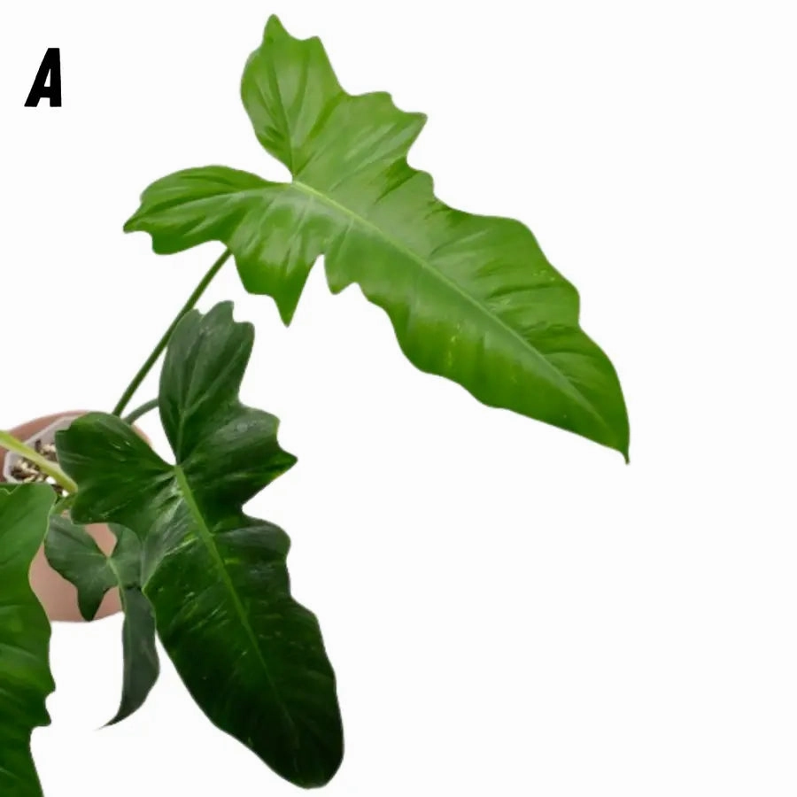 Philodendron Golden Dragon Lime Fiddle