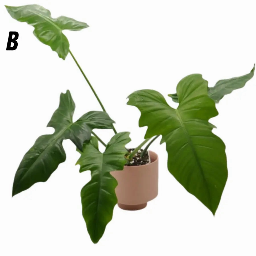 Philodendron Golden Dragon Lime Fiddle