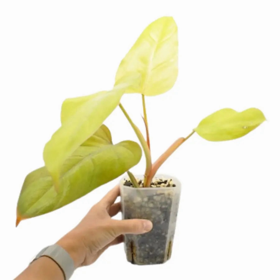 Philodendron Golden Erubescens