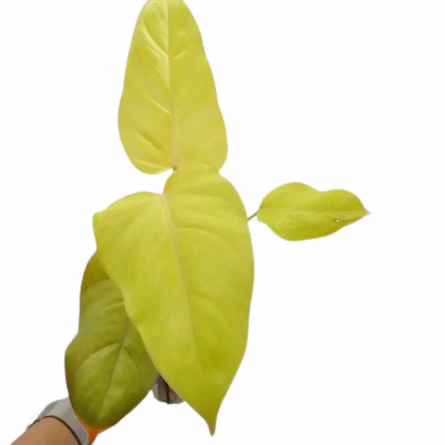 Philodendron Golden Erubescens
