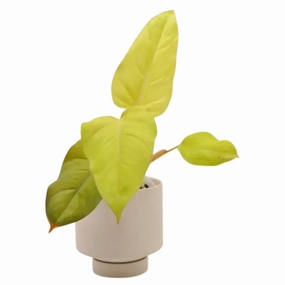 Philodendron Golden Erubescens large flower pot  