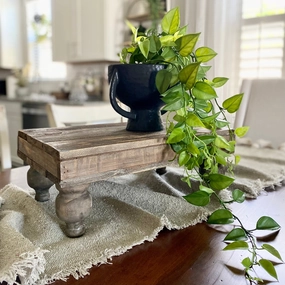 Philodendron Hanging Plant xl flower pot  