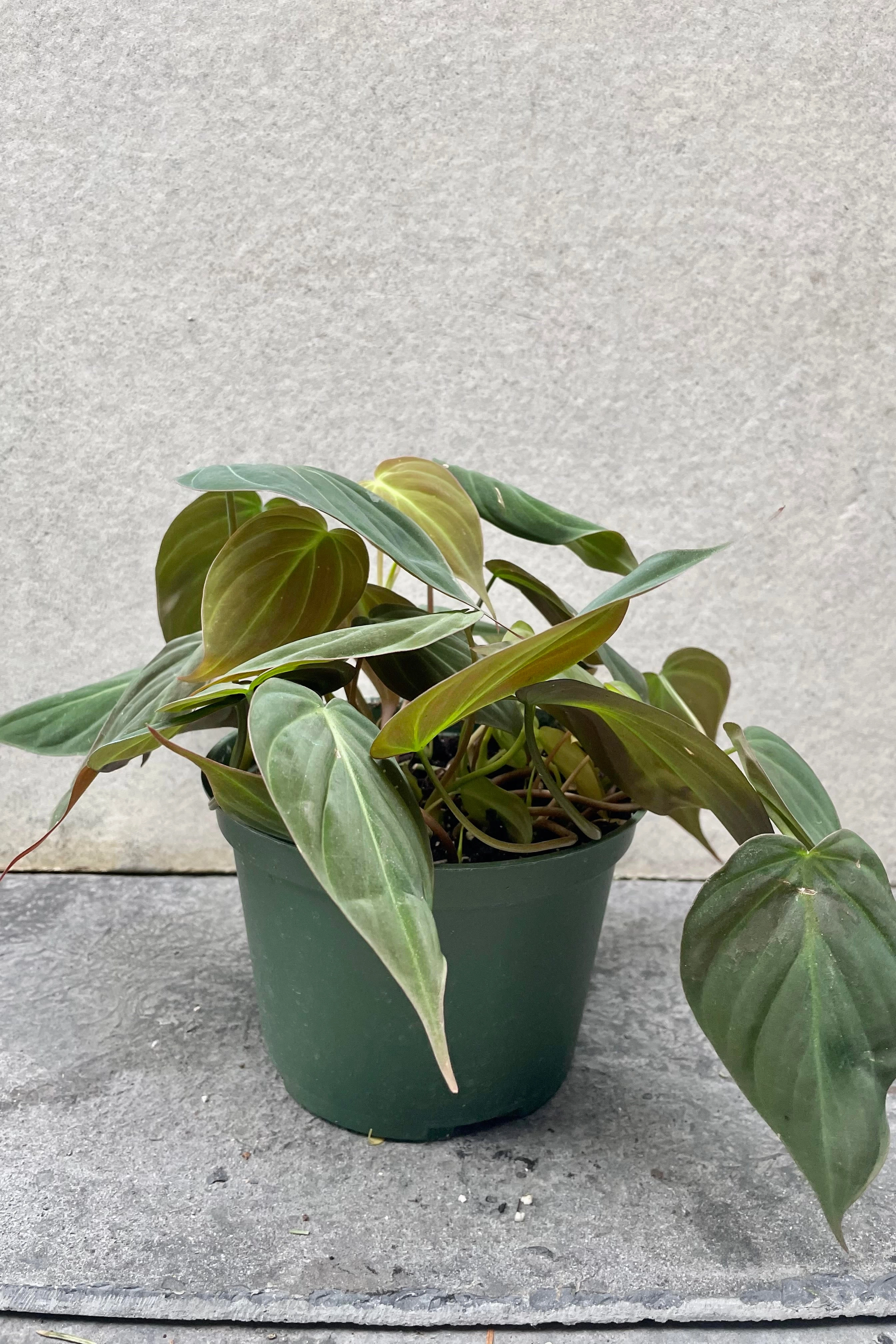 Philodendron hederaceum 'Micans' 6"
