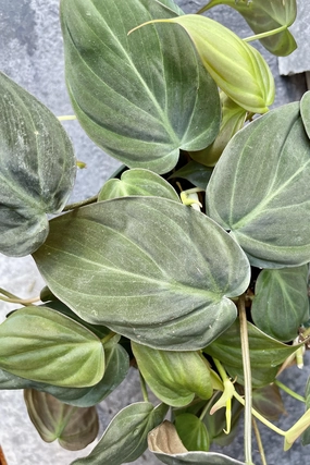 Philodendron hederaceum 'Micans' 6" medium flower pot  