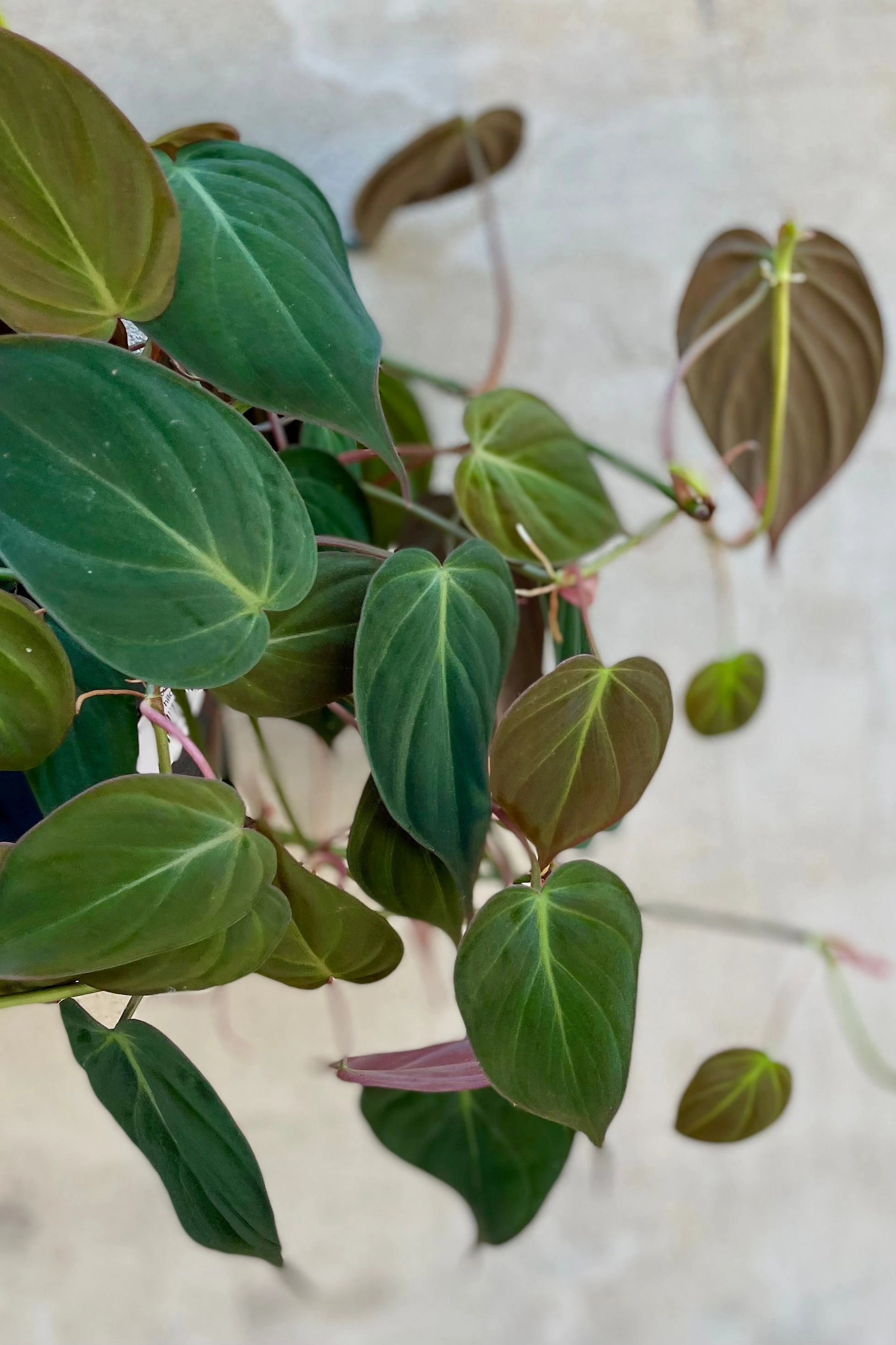 Philodendron hederaceum 'Micans' 8" medium flower pot  