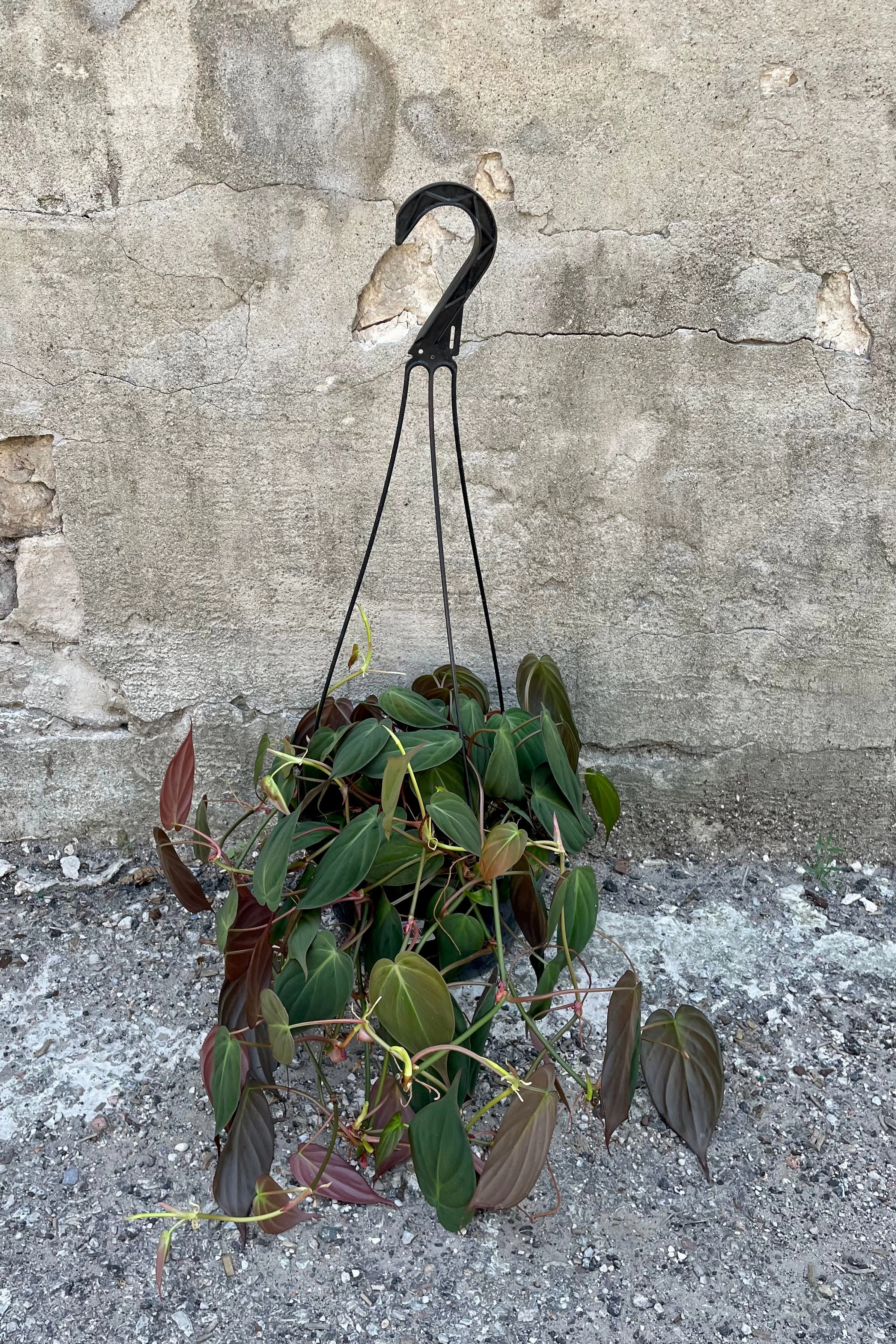 Philodendron hederaceum 'Micans' 8"