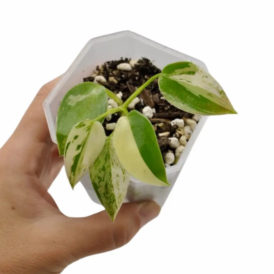 Philodendron Ilsemanii Variegata