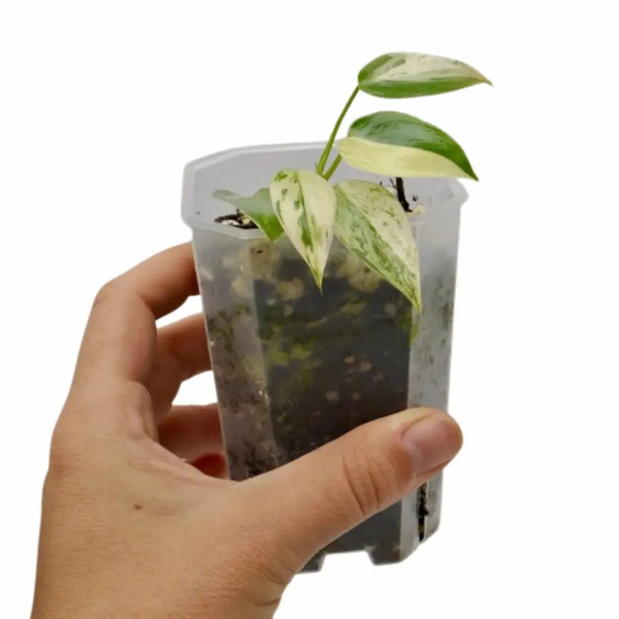 Philodendron Ilsemanii Variegata