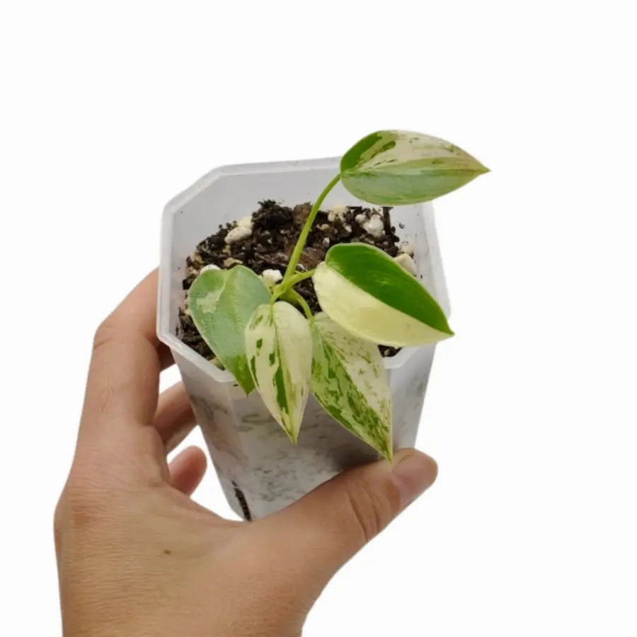 Philodendron Ilsemanii Variegata large flower pot  