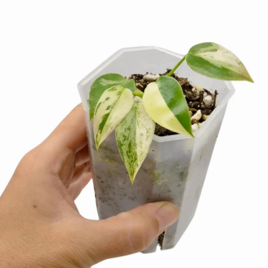 Philodendron Ilsemanii Variegata