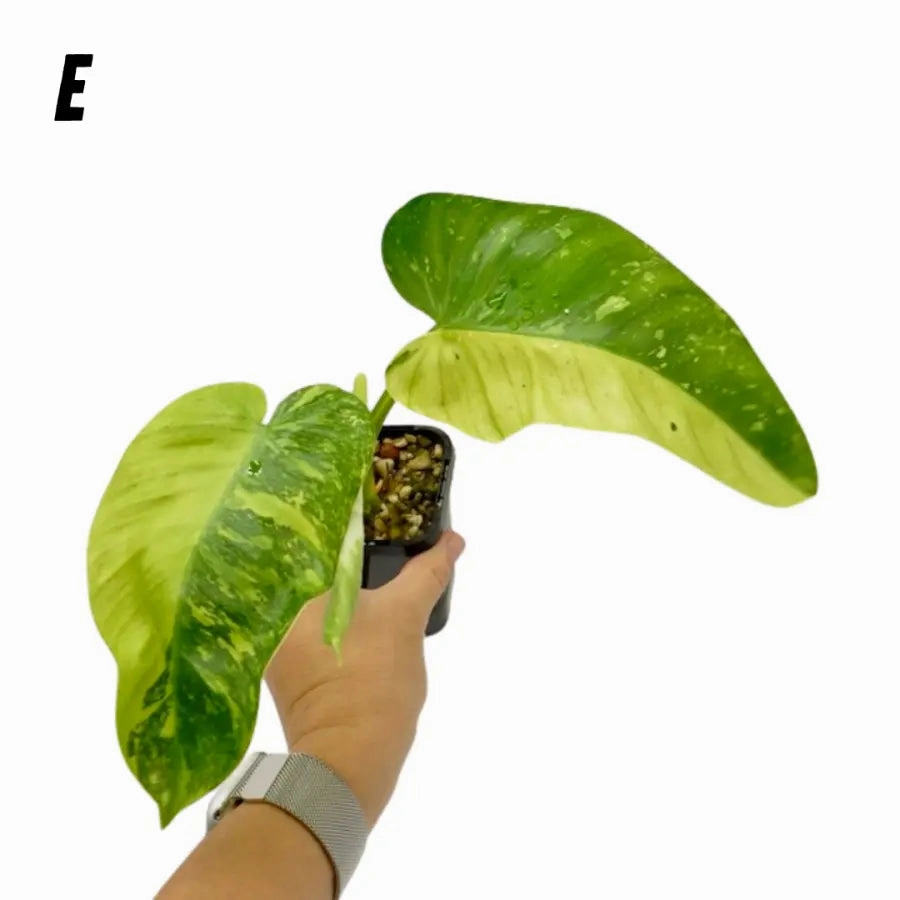 Philodendron Jose Buono