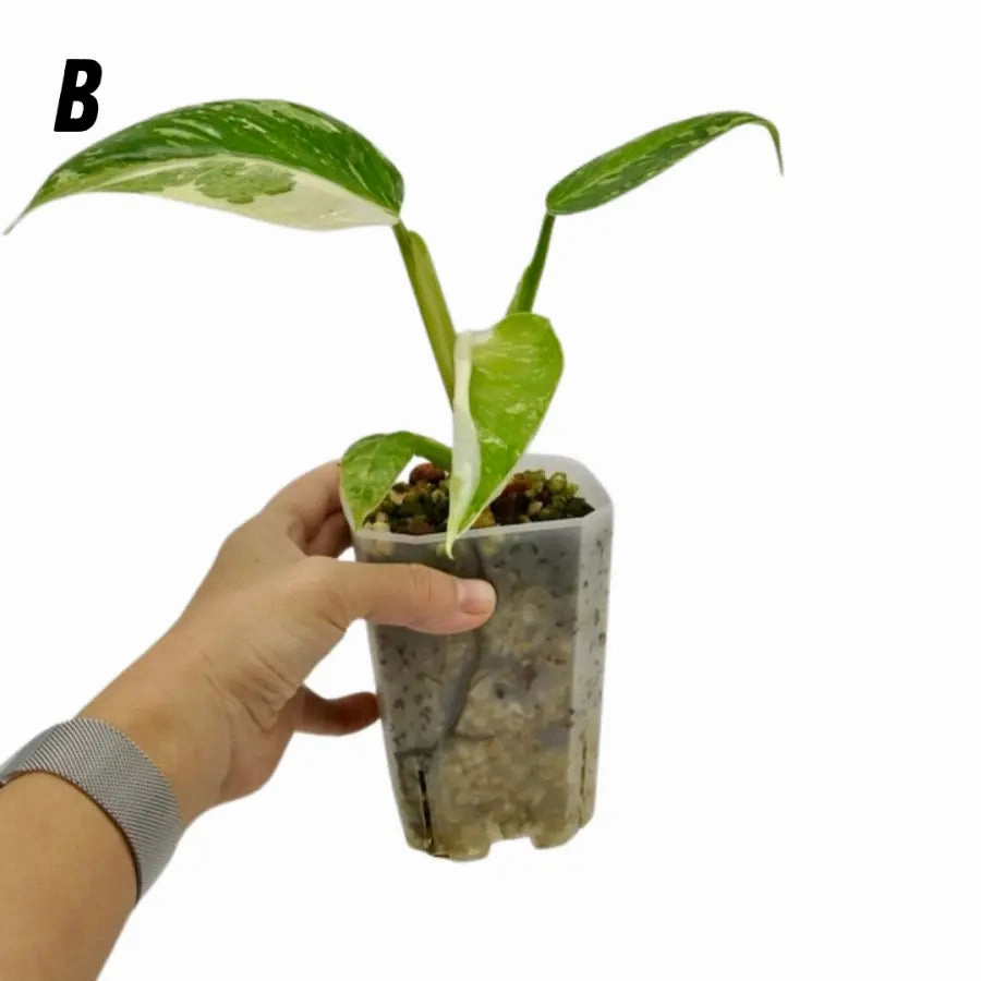 Philodendron Jose Buono