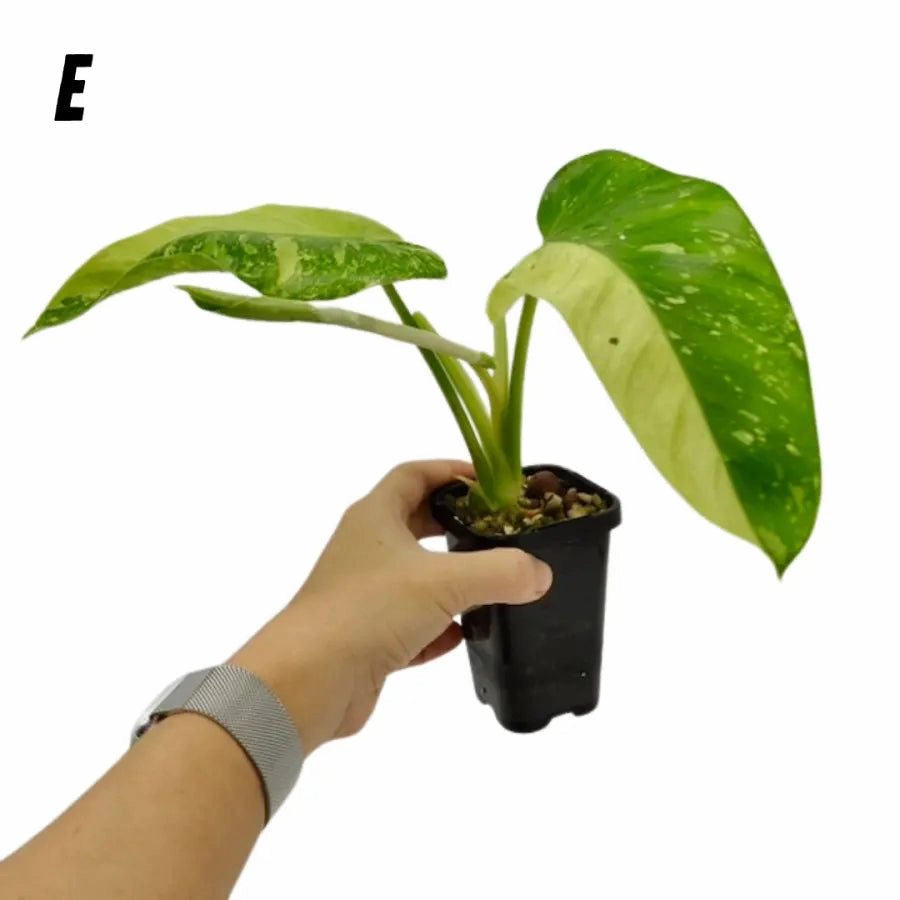 Philodendron Jose Buono