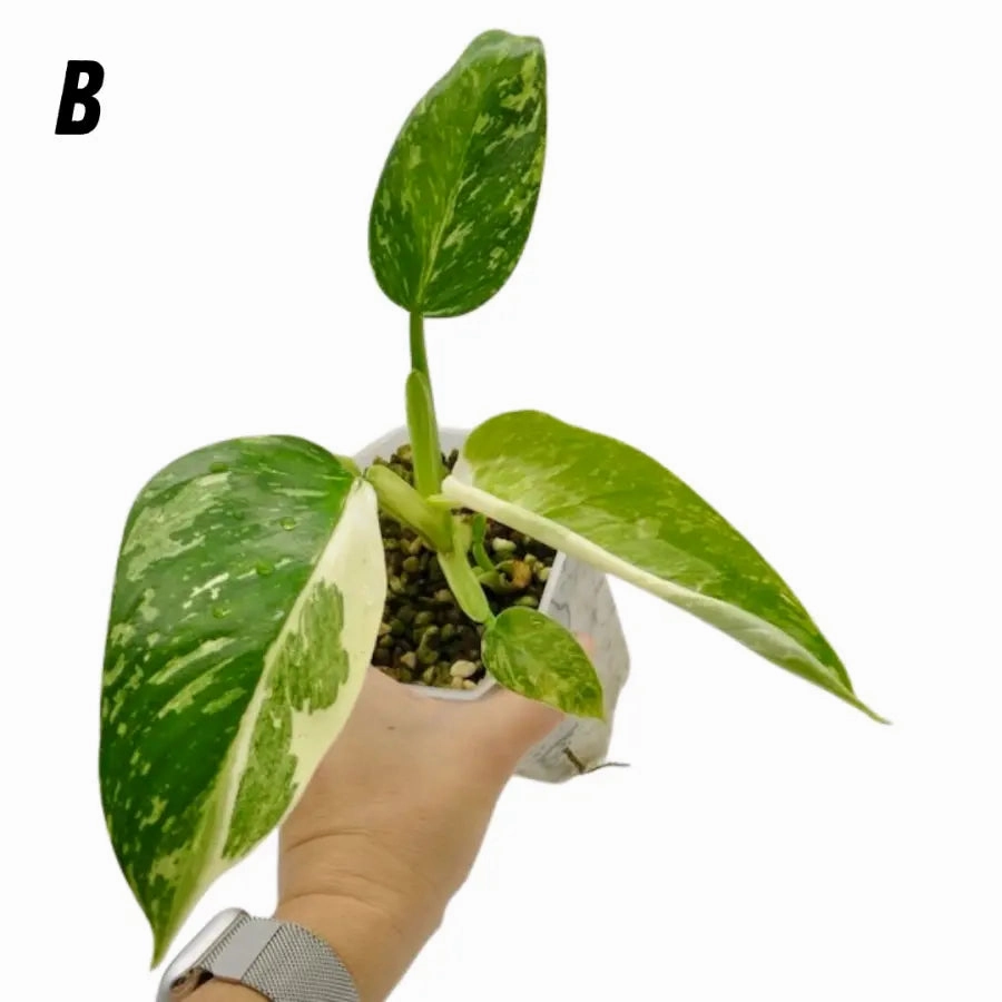 Philodendron Jose Buono