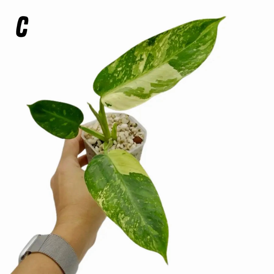 Philodendron Jose Buono
