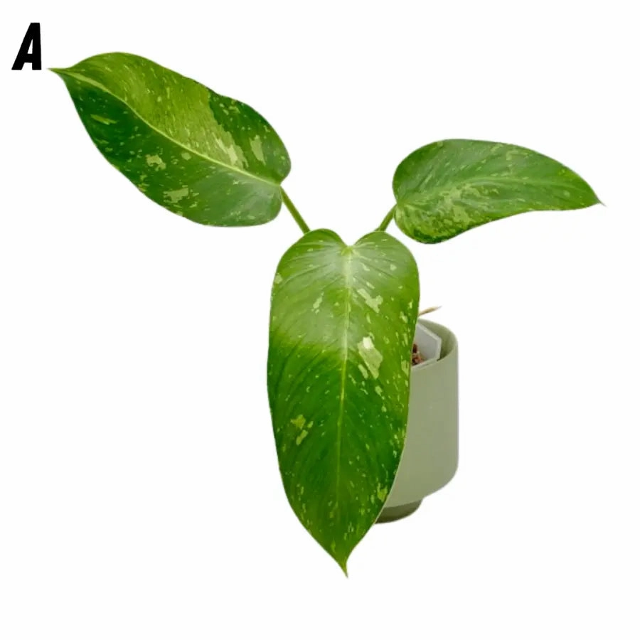 Philodendron Jose Buono