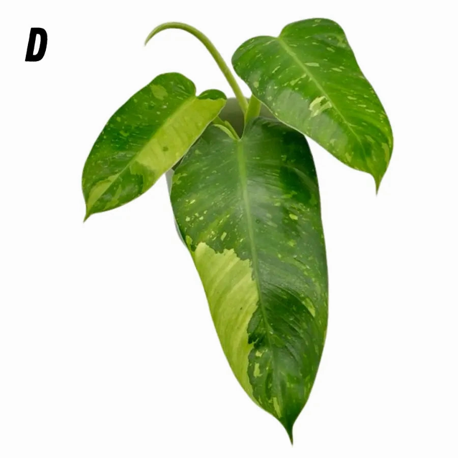 Philodendron Jose Buono
