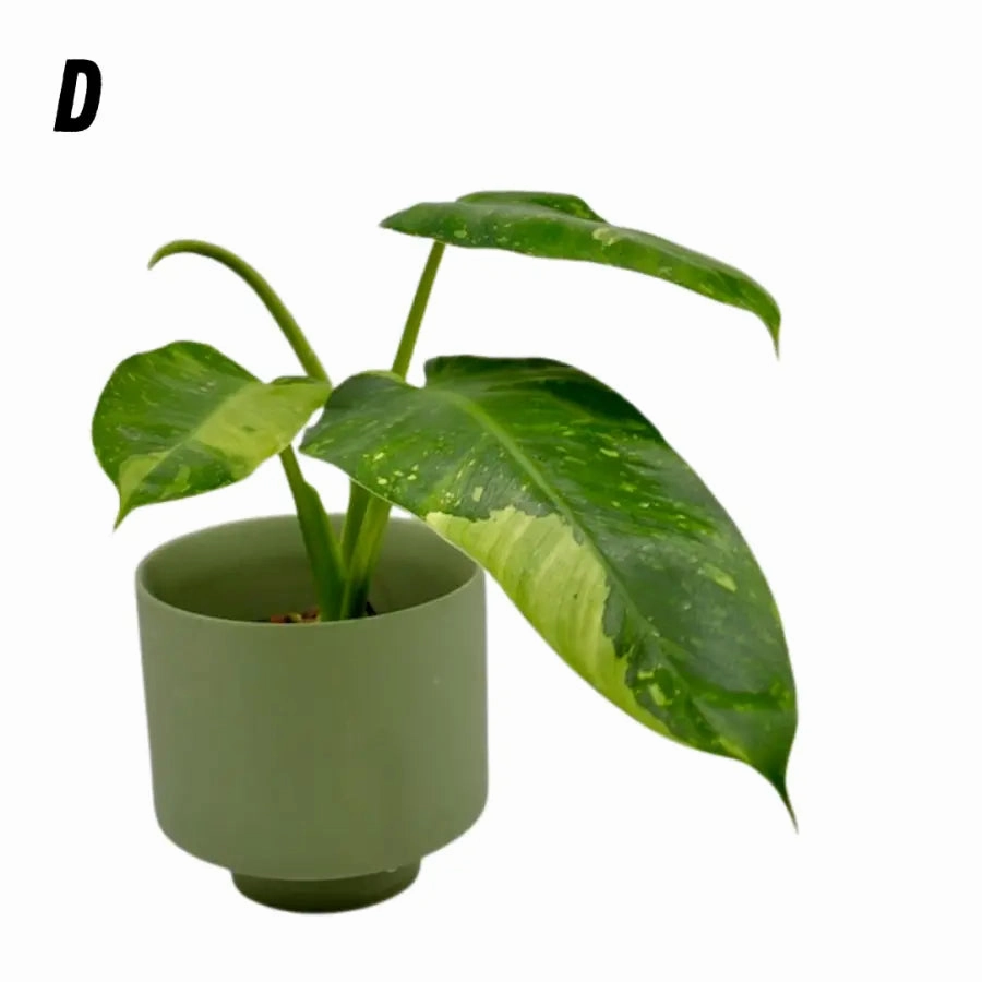 Philodendron Jose Buono
