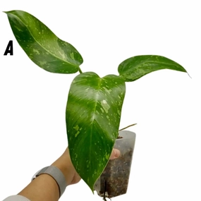 Philodendron Jose Buono large flower pot  