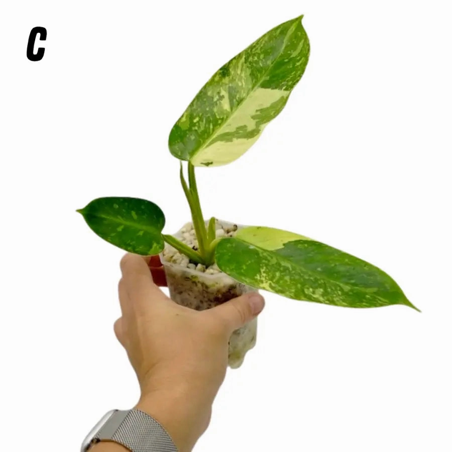 Philodendron Jose Buono