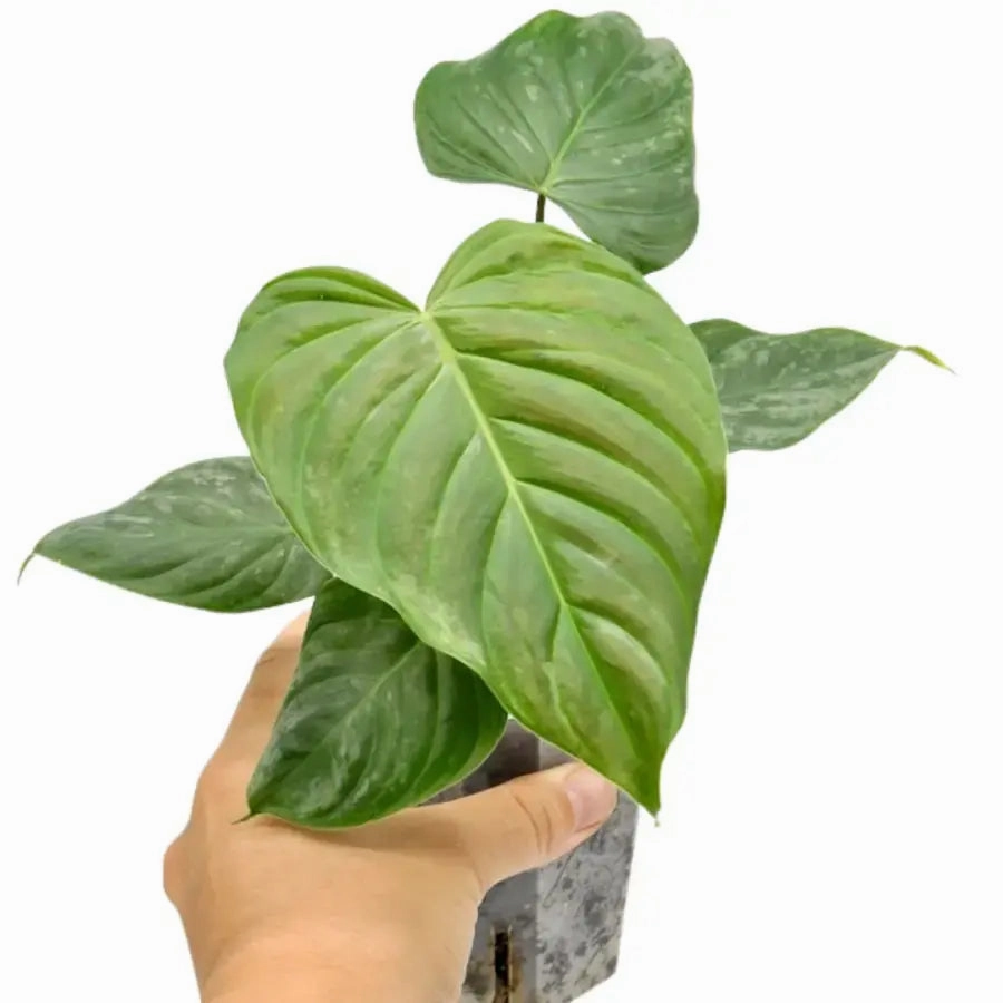 Philodendron Majestic