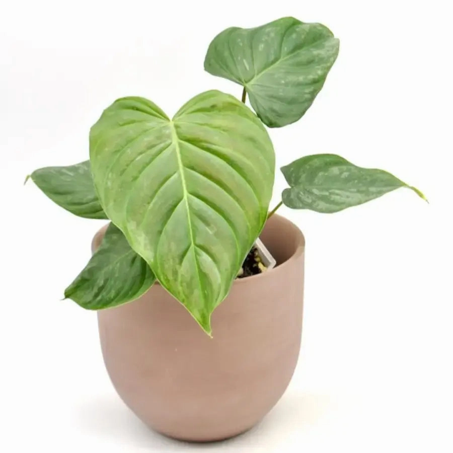 Philodendron Majestic
