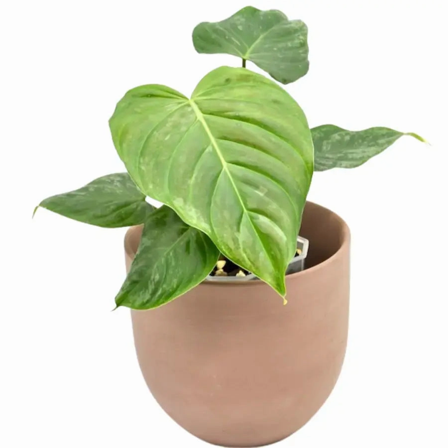 Philodendron Majestic large flower pot  