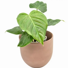 Philodendron Majestic large flower pot  