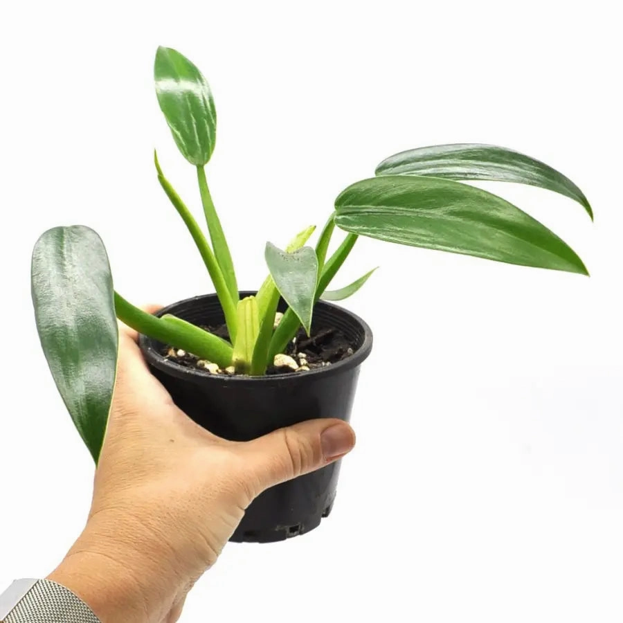 Philodendron Martianum "Fat Boy"