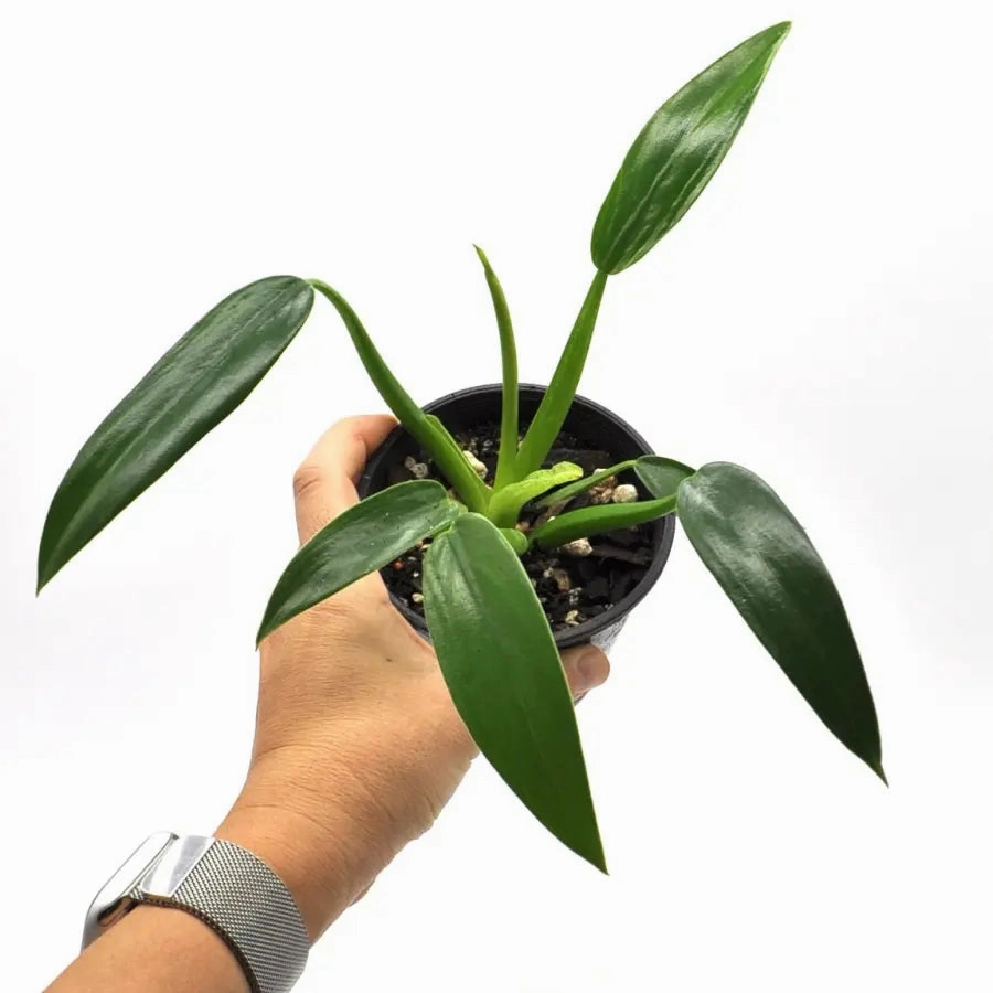 Philodendron Martianum "Fat Boy"