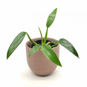 Philodendron Martianum "Fat Boy" large flower pot  