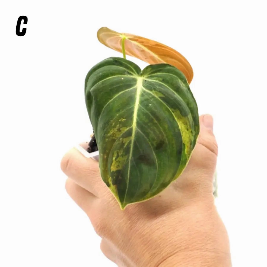 Philodendron melanochrysum variegata