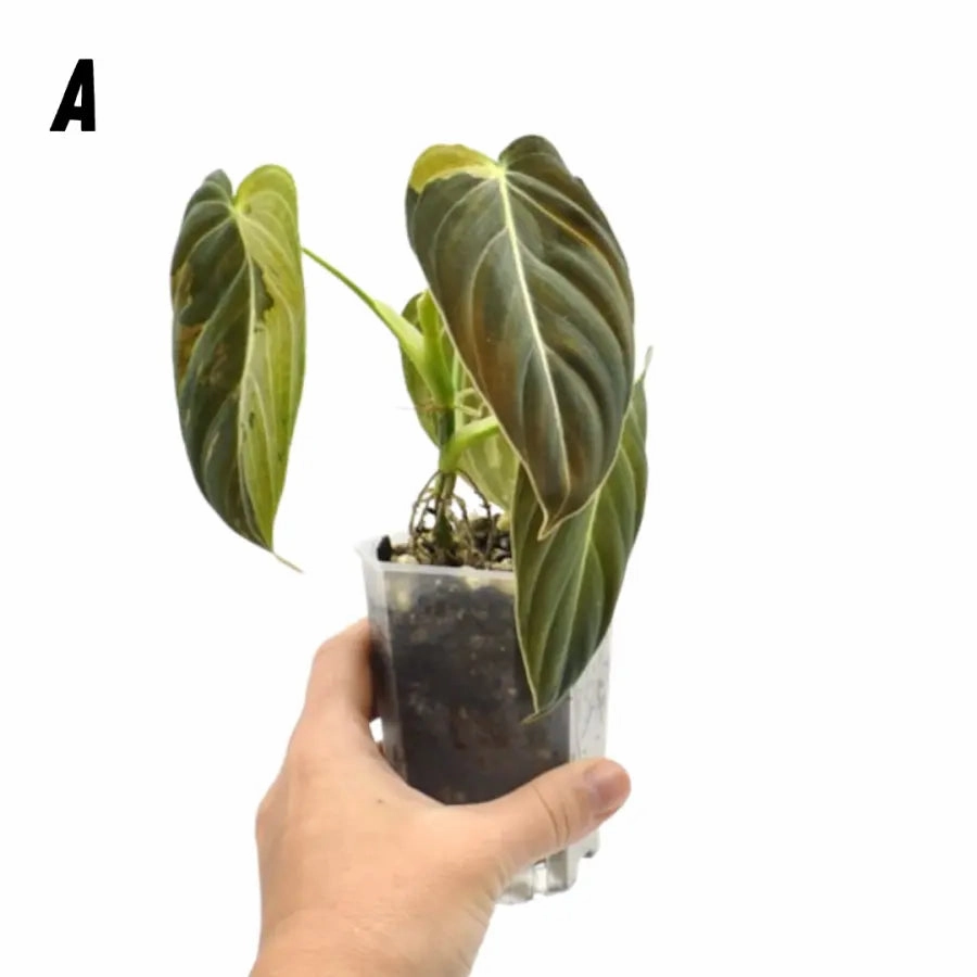 Philodendron melanochrysum variegata