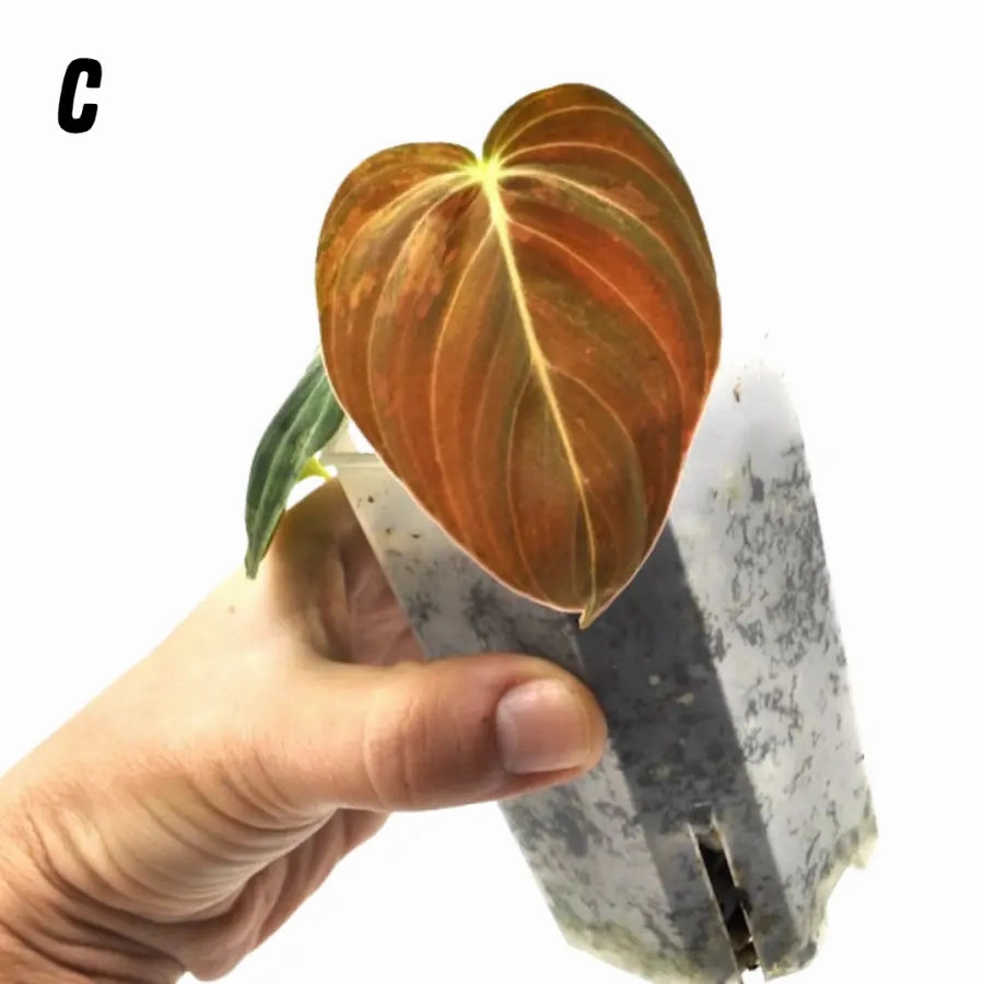 Philodendron melanochrysum variegata